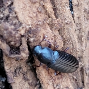 Kaszaba sp. (genus) at suppressed - suppressed