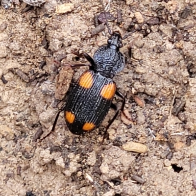 Craspedophorus sp. (genus) (Predaceous ground beetle) at Captains Flat, NSW - 15 Jul 2023 by trevorpreston