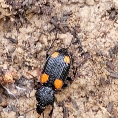 Craspedophorus sp. (genus) at suppressed - suppressed