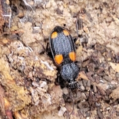 Craspedophorus sp. (genus) at suppressed - suppressed