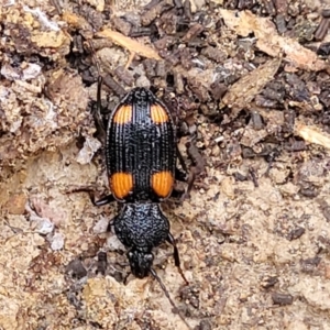 Craspedophorus sp. (genus) at suppressed - suppressed