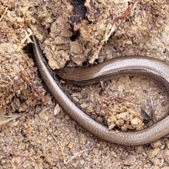 Hemiergis talbingoensis (Three-toed Skink) at Primrose Valley, NSW - 15 Jul 2023 by trevorpreston