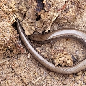 Hemiergis talbingoensis at Primrose Valley, NSW - 15 Jul 2023