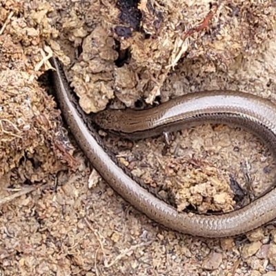 Hemiergis talbingoensis (Three-toed Skink) at QPRC LGA - 15 Jul 2023 by trevorpreston