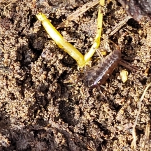 Amphipod (order Amphipoda, family Talitridae) at Primrose Valley, NSW - 15 Jul 2023 01:58 PM