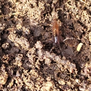 Amphipod (order Amphipoda, family Talitridae) at Primrose Valley, NSW - 15 Jul 2023 01:58 PM