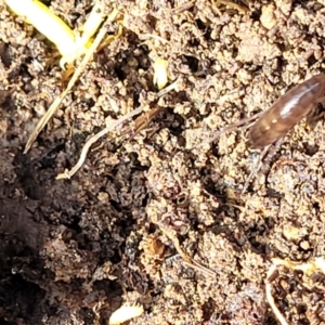 Amphipod (order Amphipoda, family Talitridae) at Primrose Valley, NSW - 15 Jul 2023 01:58 PM