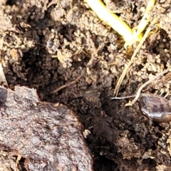 Amphipod (order Amphipoda, family Talitridae) at Primrose Valley, NSW - 15 Jul 2023 01:58 PM