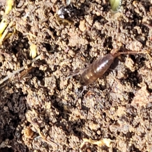 Amphipod (order Amphipoda, family Talitridae) at Primrose Valley, NSW - 15 Jul 2023 01:58 PM