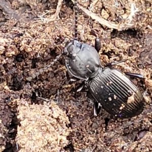 Cardiothorax monarensis at Primrose Valley, NSW - 15 Jul 2023