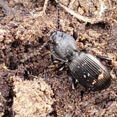Cardiothorax monarensis (Darkling beetle) at QPRC LGA - 15 Jul 2023 by trevorpreston