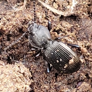 Cardiothorax monarensis at Primrose Valley, NSW - 15 Jul 2023