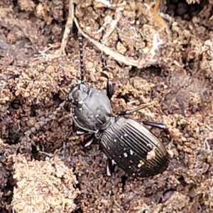 Cardiothorax monarensis at Primrose Valley, NSW - 15 Jul 2023