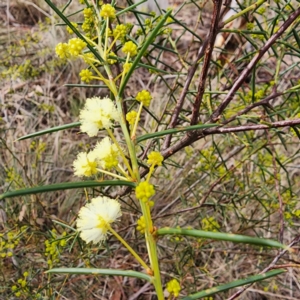 Acacia genistifolia at Gundaroo, NSW - 10 Jul 2023