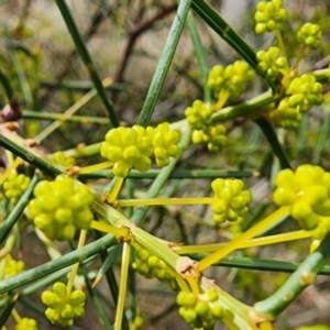Acacia genistifolia at Gundaroo, NSW - 10 Jul 2023