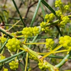 Acacia genistifolia at Gundaroo, NSW - 10 Jul 2023