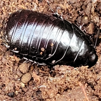 Panesthia australis (Common wood cockroach) at QPRC LGA - 15 Jul 2023 by trevorpreston
