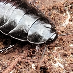 Panesthia australis at Primrose Valley, NSW - 15 Jul 2023