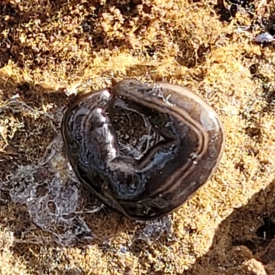 Parakontikia ventrolineata (Stripe-bellied flatworm) at QPRC LGA - 15 Jul 2023 by trevorpreston