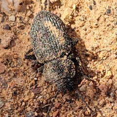 Adelium porcatum (Darkling Beetle) at Primrose Valley, NSW - 15 Jul 2023 by trevorpreston