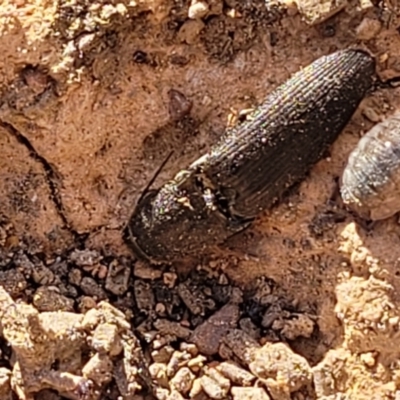 Elateridae (family) (Unidentified click beetle) at Primrose Valley, NSW - 15 Jul 2023 by trevorpreston