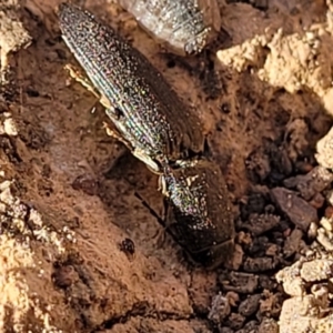 Elateridae sp. (family) at Primrose Valley, NSW - 15 Jul 2023