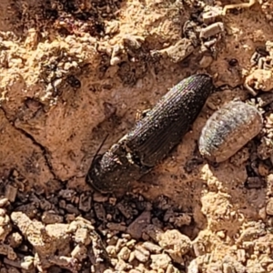 Elateridae sp. (family) at Primrose Valley, NSW - 15 Jul 2023