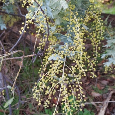 Acacia baileyana (Cootamundra Wattle, Golden Mimosa) at Fadden, ACT - 15 Jul 2023 by KumikoCallaway