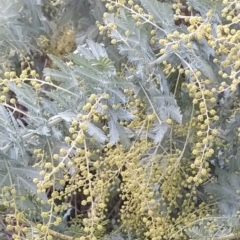 Acacia baileyana at Fadden, ACT - 15 Jul 2023