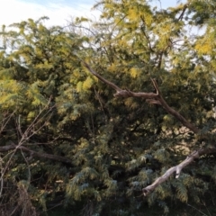 Acacia baileyana at Fadden, ACT - 15 Jul 2023