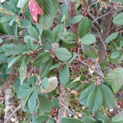 Cotoneaster glaucophyllus (Cotoneaster) at Wanniassa Hill - 14 Jul 2023 by KumikoCallaway