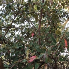 Cotoneaster glaucophyllus at Fadden, ACT - 15 Jul 2023 07:54 AM