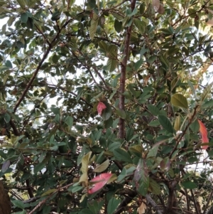 Cotoneaster glaucophyllus at Fadden, ACT - 15 Jul 2023