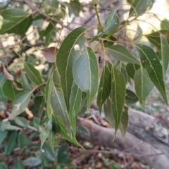 Brachychiton populneus subsp. populneus (Kurrajong) at Fadden, ACT - 15 Jul 2023 by KumikoCallaway