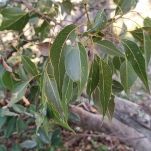 Brachychiton populneus subsp. populneus at Fadden, ACT - 15 Jul 2023