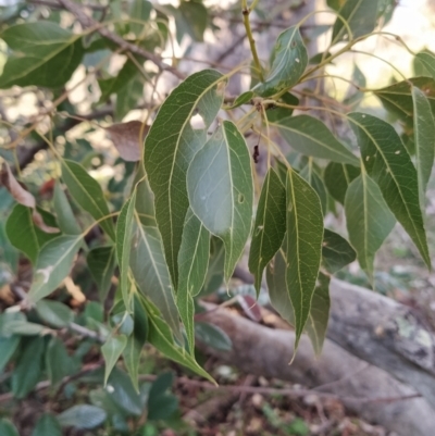 Brachychiton populneus subsp. populneus (Kurrajong) at Fadden, ACT - 14 Jul 2023 by KumikoCallaway