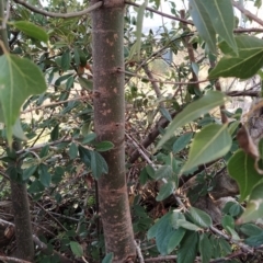 Brachychiton populneus subsp. populneus at Fadden, ACT - 15 Jul 2023