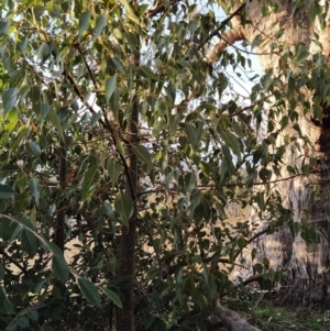 Brachychiton populneus subsp. populneus at Fadden, ACT - 15 Jul 2023