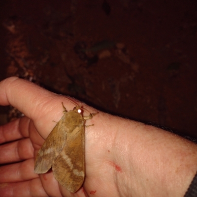 Agrotis infusa at Upper Kangaroo Valley, NSW - 15 Jul 2023 by Baronia