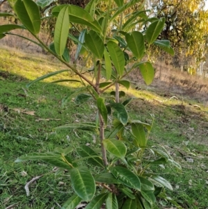 Prunus laurocerasus at Fadden, ACT - 15 Jul 2023 07:53 AM