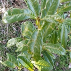 Prunus laurocerasus at Fadden, ACT - 15 Jul 2023 07:53 AM