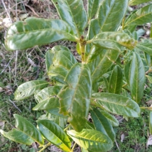 Prunus laurocerasus at Fadden, ACT - 15 Jul 2023