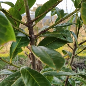 Prunus laurocerasus at Fadden, ACT - 15 Jul 2023 07:53 AM