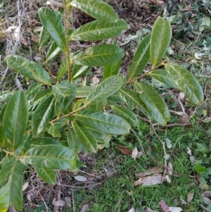 Prunus laurocerasus at Fadden, ACT - 15 Jul 2023 07:53 AM