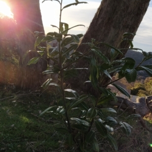 Prunus laurocerasus at Fadden, ACT - 15 Jul 2023 07:53 AM