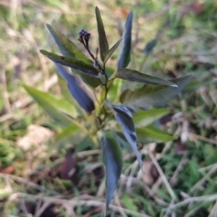 Solanum nigrum (Black Nightshade) at Fadden, ACT - 15 Jul 2023 by KumikoCallaway