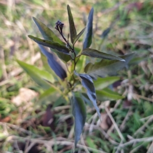 Solanum nigrum at Fadden, ACT - 15 Jul 2023 07:51 AM