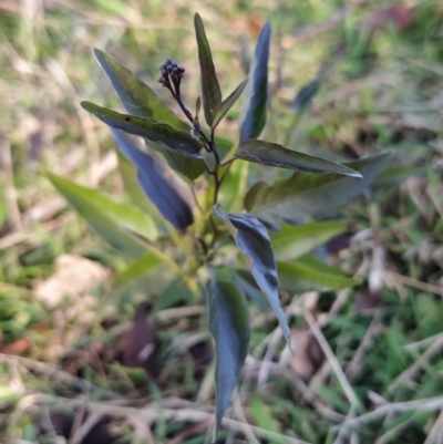 Solanum nigrum (Black Nightshade) at Fadden, ACT - 15 Jul 2023 by KumikoCallaway