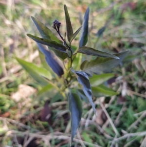 Solanum nigrum at Fadden, ACT - 15 Jul 2023