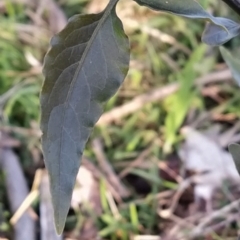 Solanum nigrum at Fadden, ACT - 15 Jul 2023 07:51 AM